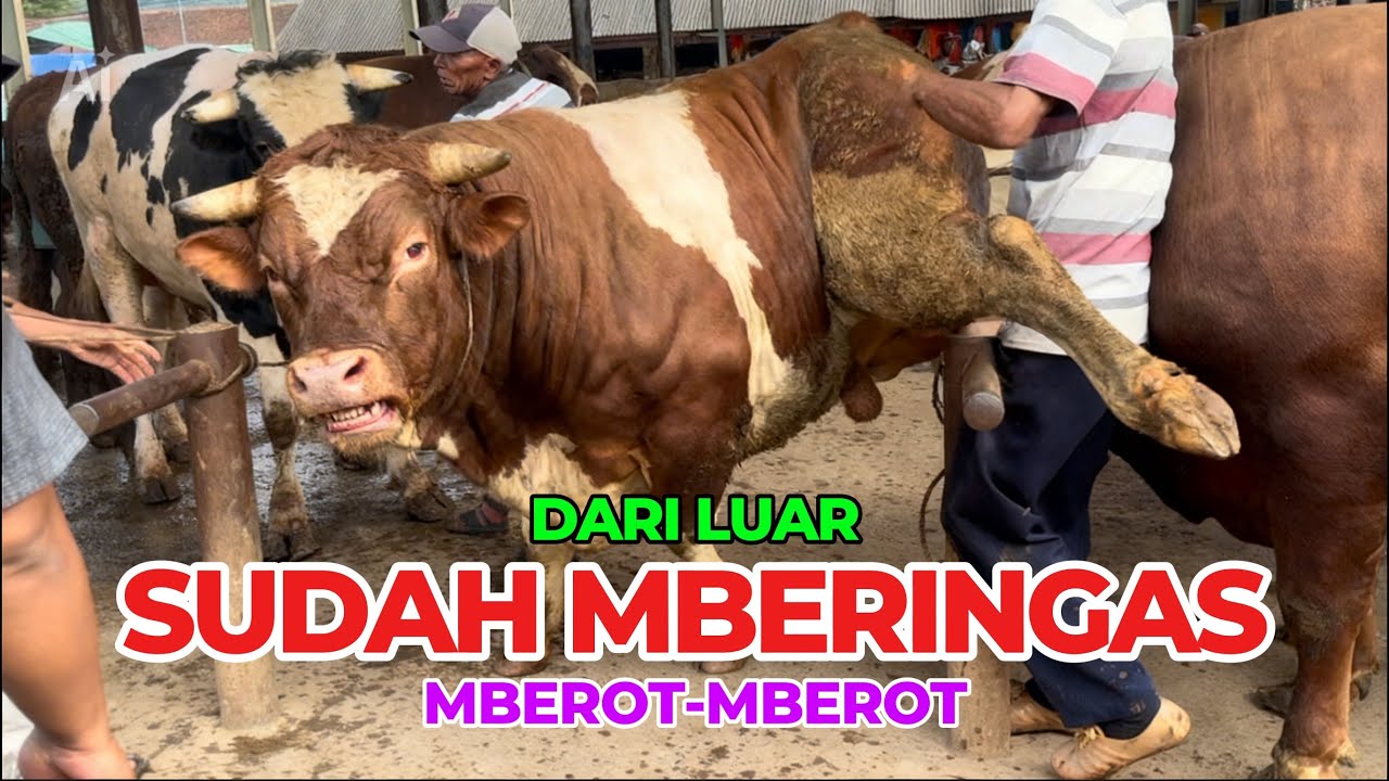 REGANE EDAAANNNN ‼️SAPINE KESURUPANN 🔥#cow #cowvideos #angrycow #bigbull #videoviral #fyp #toros 