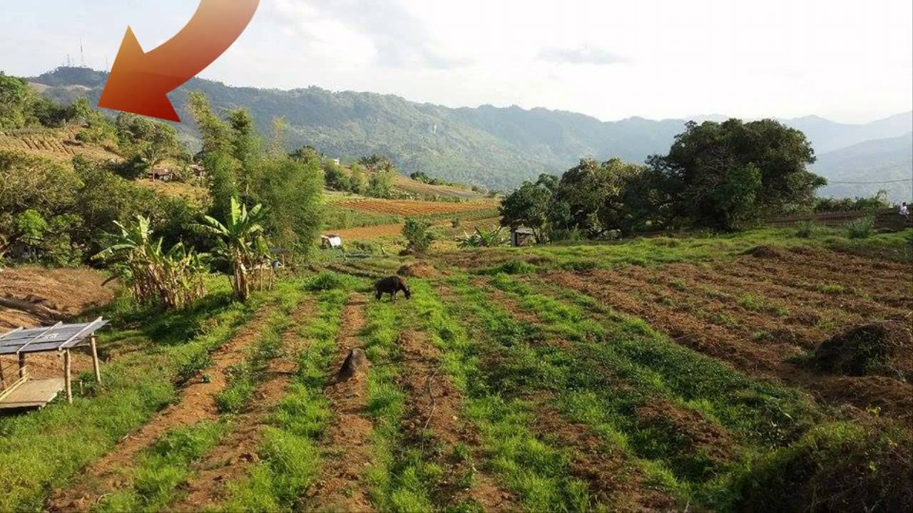 Sibugay Cebu City Farm Lot For Sale 