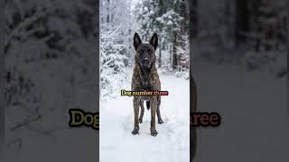 Spot the German Shepherd in 5 Seconds🫢