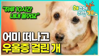 목이 쉬어라 울부짖고, 허공을 바라보며 낑낑대는 개.. 어미를 떠나보낸 슬픔에 빠진 14살 망고의 가슴 아픈 사연│#왜그러냥귀엽개