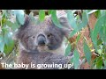 Baby Koala Growing Up