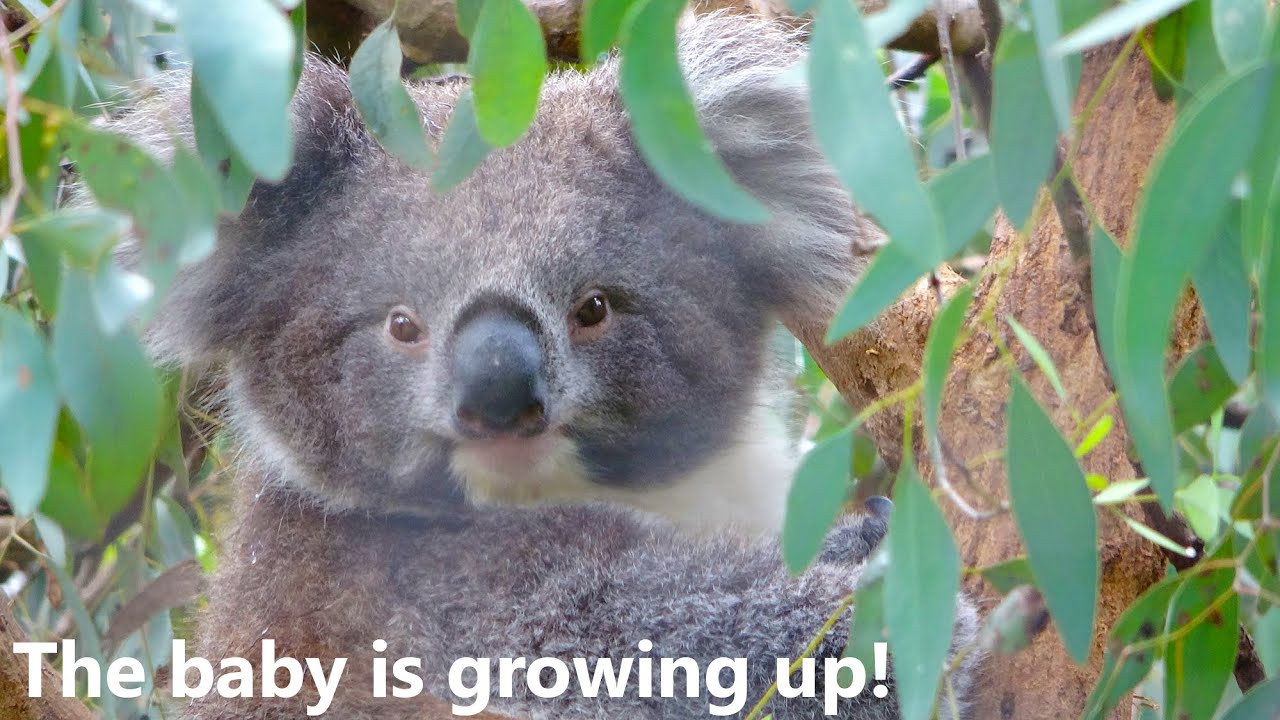 Baby Koala Growing Up YouTube