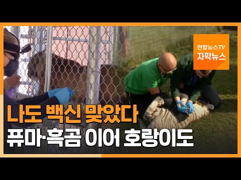 [자막뉴스] 나도 백신 맞았다…퓨마·흑곰 이어 <strong>호랑이도</strong> / 연합뉴스TV (YonhapnewsTV)