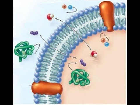 Video: Verschil Tussen Osmose En Dialyse