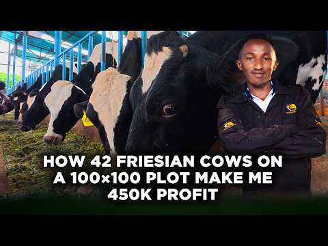 How This 24 Year Old Makes KSh 450,000 Profit Monthly Rearing 42 Friesian Cows on a 100×100 Plot|LNN