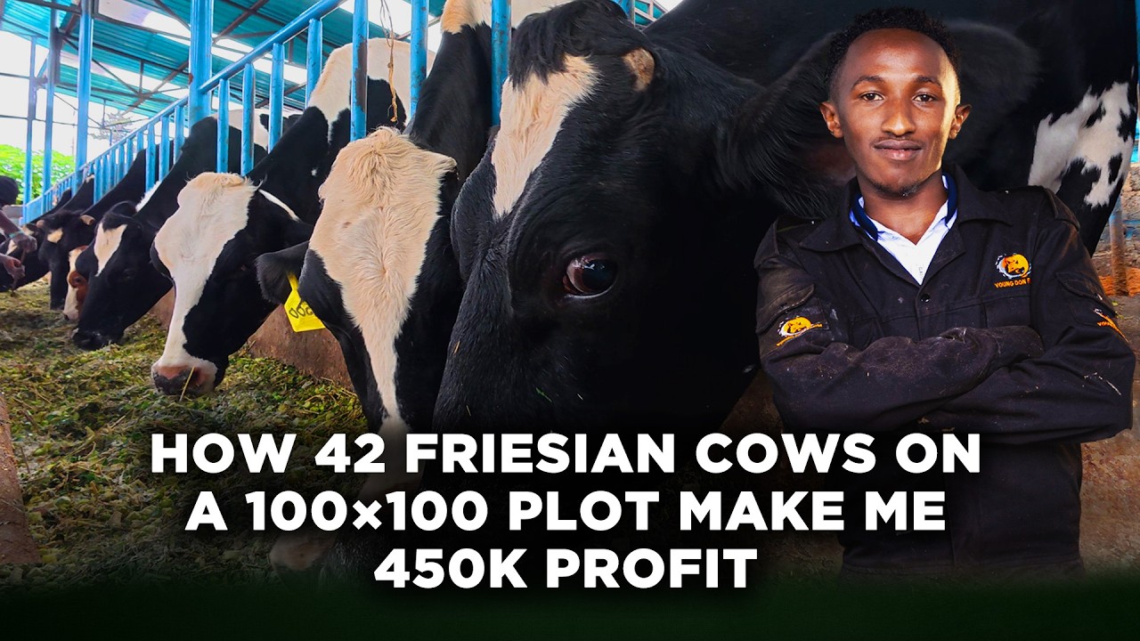 ⁣How This 24 Year Old Makes KSh 450,000 Profit Monthly Rearing 42 Friesian Cows on a 100×100 Plot|LNN