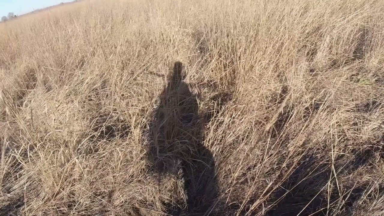 Iowa Pheasant Hunting with HHK - Tall Grass Prairies 12.3.21
