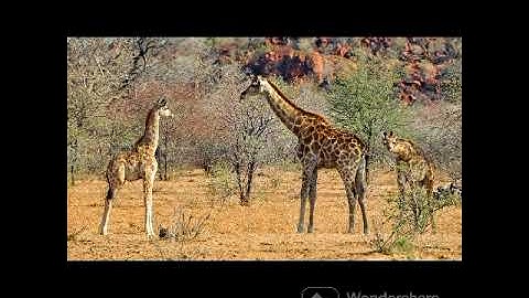 GIRAFFE__GENTLE MAN OF THE FOREST@DRSKSINGH CHANNEL JAI SHREERAM