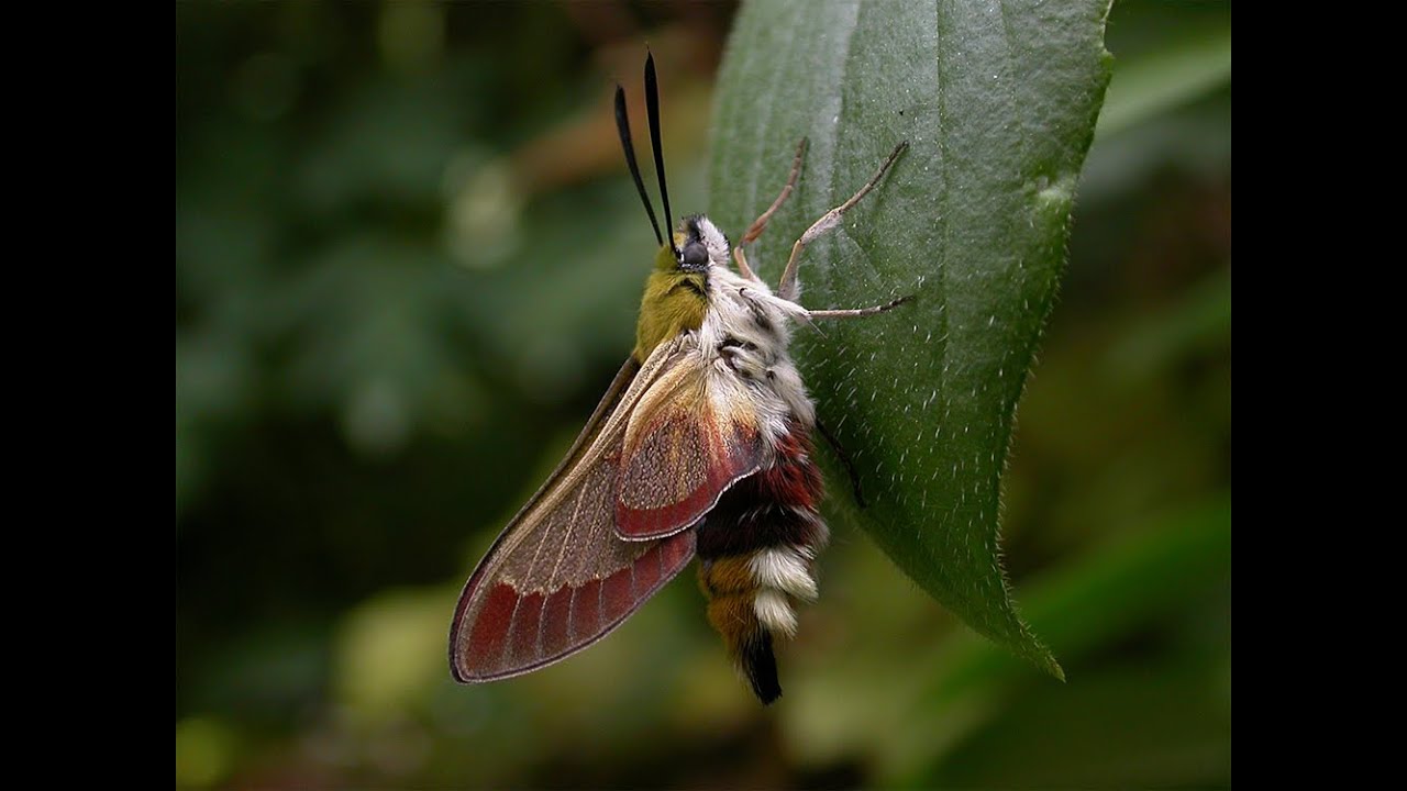 Still signs of the Broad bordered Bee Hawk moth