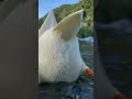 Pure Serenity: Duck Swimming ASMR 🍃#shorts #viral