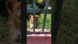 Super goofy dog barking at me in Puerto Rico #dogshorts #shortsfeed #doglover