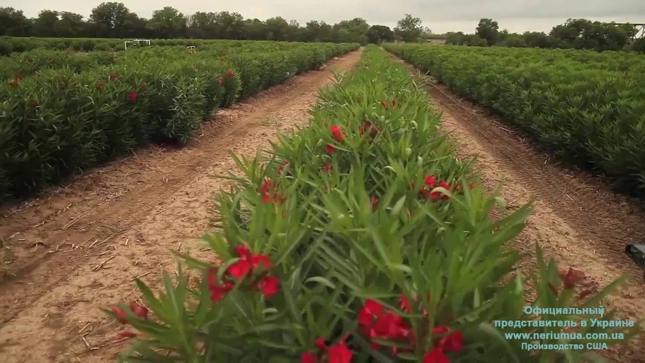 Антивозрастной крем Nerium. О Дневном креме Нериум. Как применять?