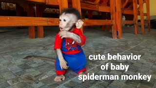 cute behavior of baby spiderman monkey 🐒🥰