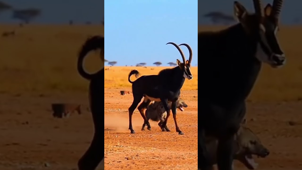 Amazing weapons of animals.動物たちの驚くべき武器 Nature's fiercest defenses revealed