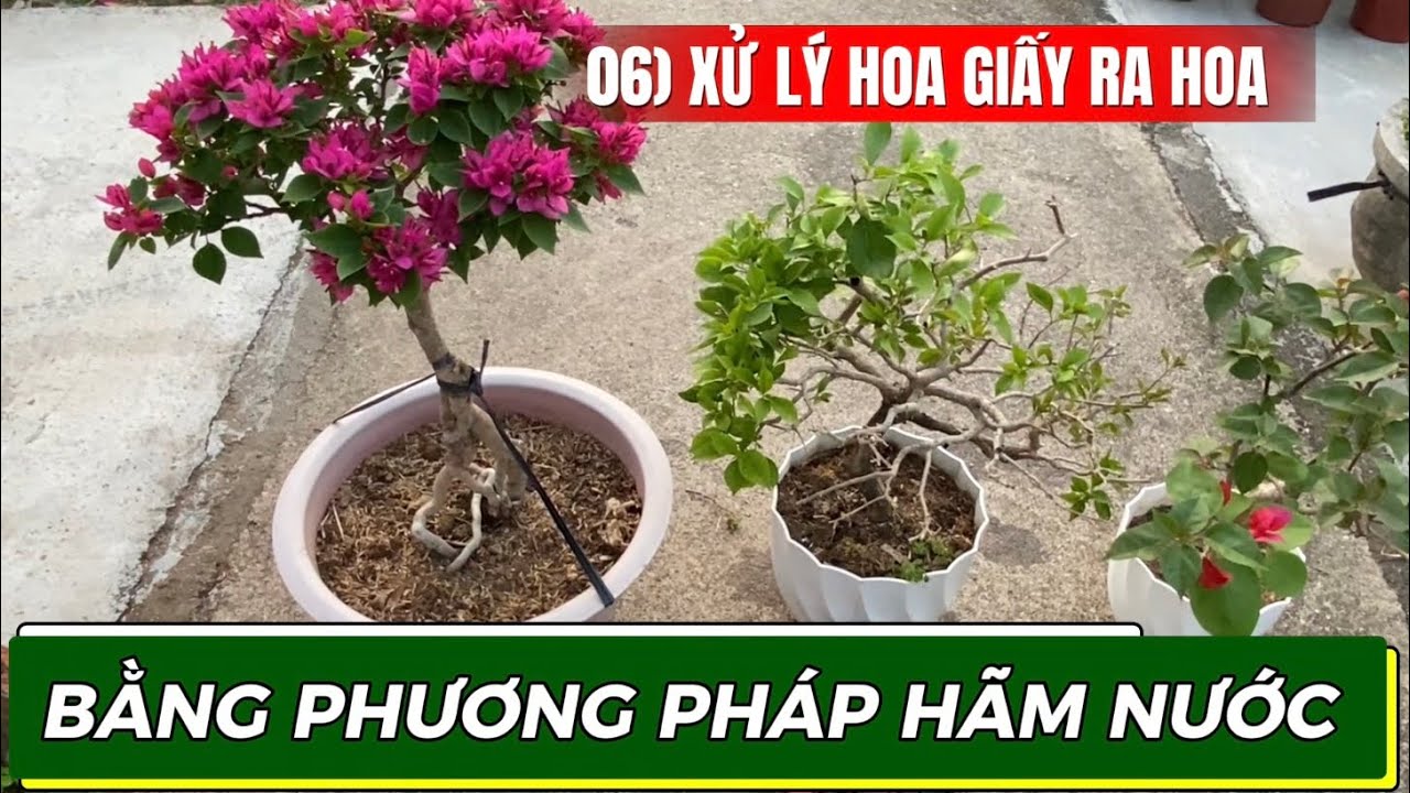 06) Стимуляция цветения бугенвиллии методом ограничения полива.