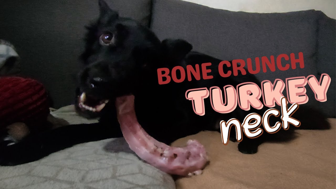Dog chewing TURKEY NECK | Close-up dog crunching bones ASMR