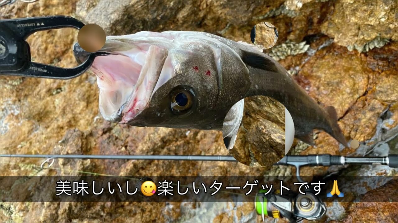 磯のシーバス（鱸）#鱸#シーバス#ショアプラッキング#ロックショア#いそまる #釣り #釣り動画 