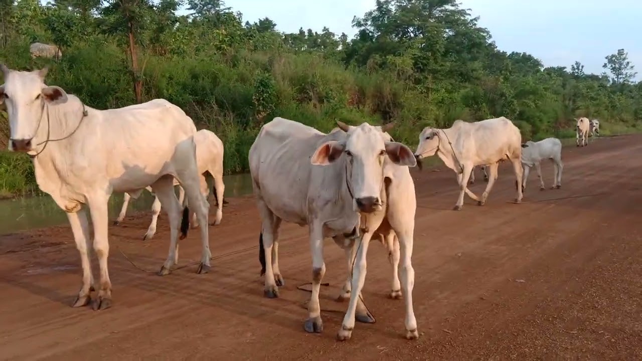 Rural Views Cambodia 