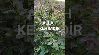 ALLAH KERİMDİR