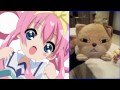 シャロのワンダーランド
