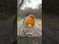 I found a blue bird egg by chance, took it home and incubated it.#animals #Foryou #love#cute#shorts