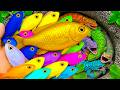 Catch beautiful aquarium fish in small pond baby turtles, clown fish, tadpole, goby, red guppy, eels