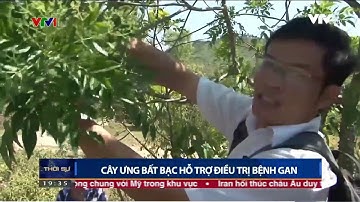 Thời Sự VTV1 công bố tác dụng của cây Ưng Bất Bạc có trong sản phẩm Heposal hỗ trợ điều trị bệnh Gan