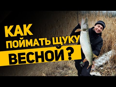 Как поймать щуку ранней весной? Рабочие приманки и тактика поиска