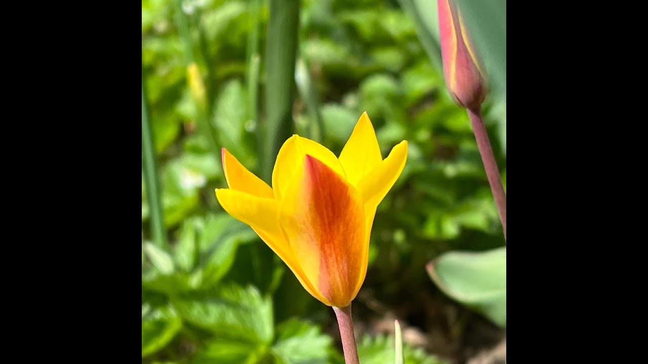 10 Bulb-Planting Do's & Don'ts: Everyone Can Grow a Garden (2022) #41