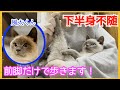 【下半身不随の子猫】前脚だけで歩く姿が愛おしい!【美猫】