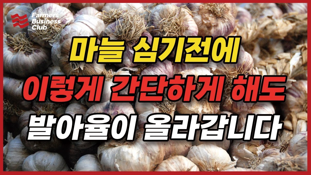 마늘 발아율 100% 향상 시키는 방법 - YouTube