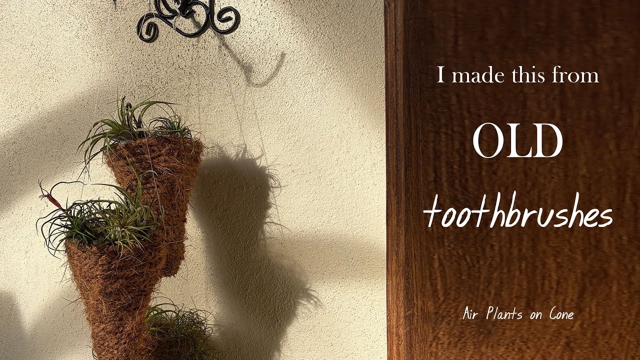 AIR PLANTS Tillandsia Holder DIY | Air Plants Ideas