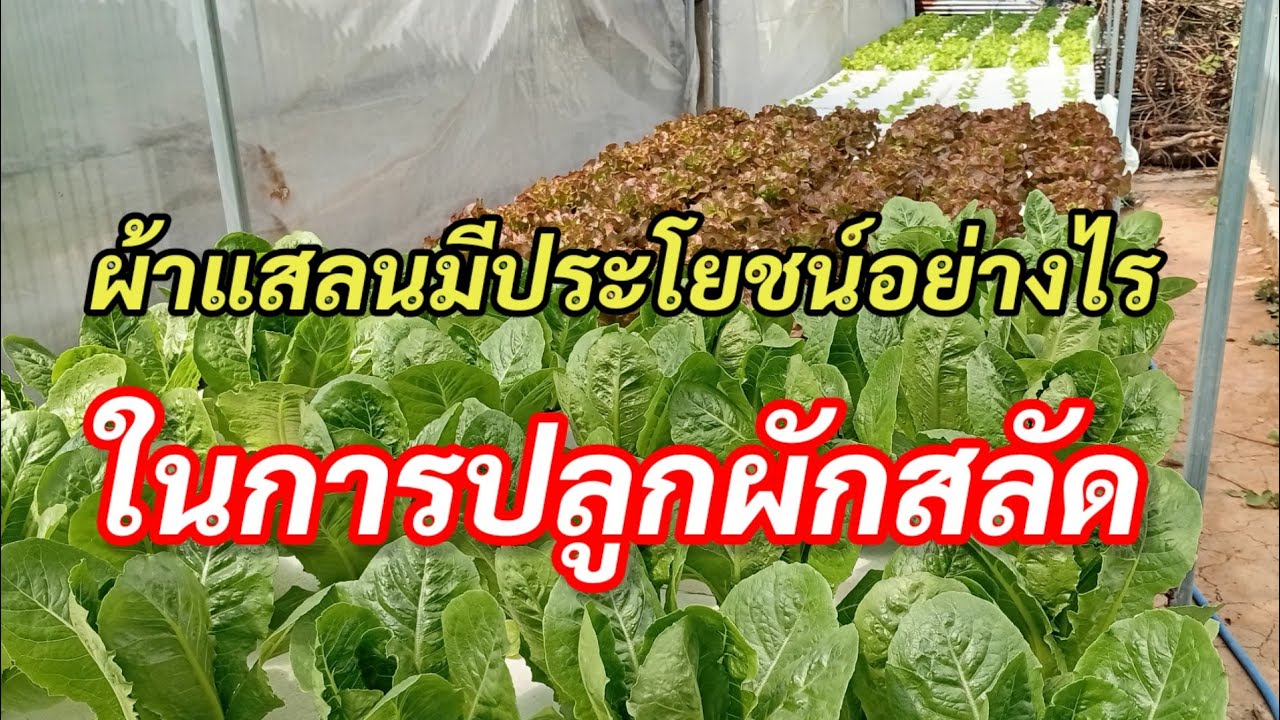 ปลูกผักสลัดควรใช้ผ้าสแลนพรางแสงไหม ผักสลัดสูงเนิน