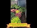 A Beautiful garden  in Heligom, the Netherlands  (15 May 2026) #RPP_#RPP_Karmel 