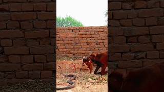 Phew such a big snake|| Indian black king cobra