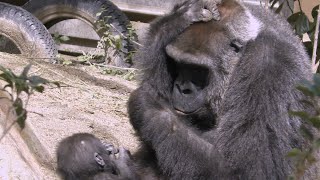 頭を抱えるママのそばを離れない💗赤ちゃんキンタロウ９ヶ月【京都市動物園】