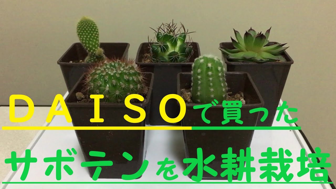 ｄａｉｓｏ 100均 ダイソーで買ったサボテンを水栽培 観葉植物 I Ll Do Water Cultivation Of A Cactus Youtube