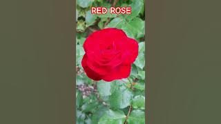 RED ROSE FLOWER