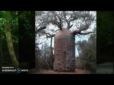 უჩვეულო ფორმის მცენარეები