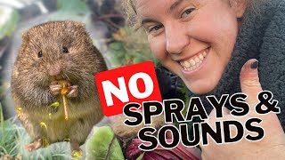 How To Effectively Control Voles In The Garden. Why Sounds & Sprays Do Not Work On Voles.
