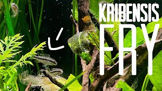 THE KRIBENSIS COMMUNITY AQUARIUM HAS FRY (SO MANY) by Aaron Lewis 177 views 4 months ago 12 minutes, 58 seconds