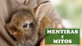 RABBITS: The most popular myths about rabbits