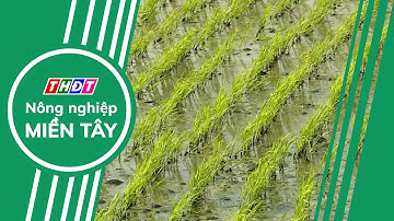 Hơn 740 triệu USD giúp ĐBSCL thích ứng biến đổi khí hậu | Nông nghiệp Miền Tây