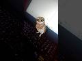 dancing owl on my laptop for kids surprise shocked watch granny labubu together having fun for kids