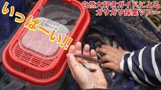 ヤゴと川魚をガサガサ採集‼️｢家族向け、自転車移動、カブトムシ幼虫、鬼ヤンマヤゴ、魚を探すツアー｣