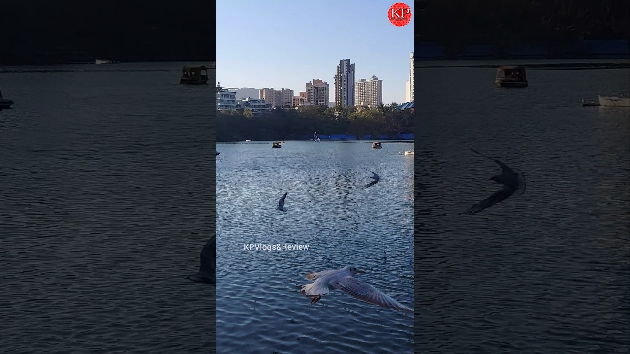 Talav Pali Lake Thane Mumbai | Masunda Lake | Lake City | Seagulls Birds |