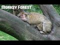 Trentham monkey forest  stokeontrent england