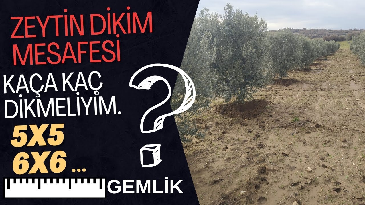 Zeytin Dikim Aralığı, Mesafesi Kaç Metre, Ne Kadar Olmalıdır?