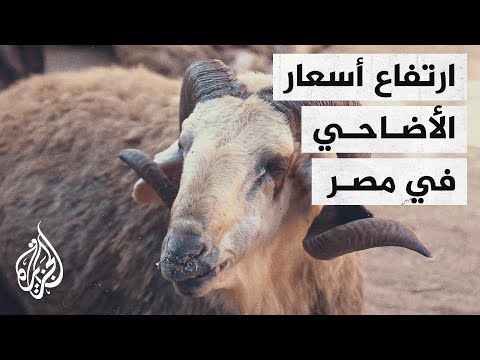 مصر.. الركود يضرب سوق المدبح في القاهرة