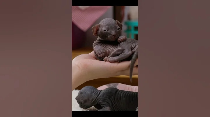 Watch the video about Very sleepy sphynx baby❤️#shorts #sphynx #missmermaid #kitten #cat